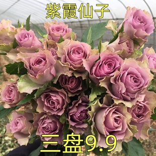 耐热新品紫霞仙子月季玫瑰盆栽花苗阳台庭院直立丰花多季节开花卉