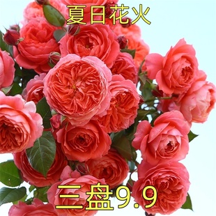 夏日花火月季 开大花阳台玫瑰 花苗灌木粉红耐热多头抗病浓香四季