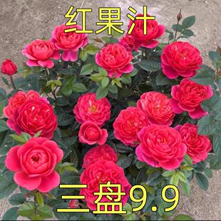 红色果汁阳台月季扦插花苗盆栽微月四季开花庭院大花玫瑰