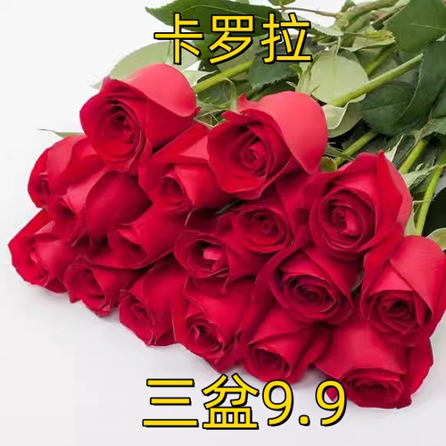 卡罗拉月季花苗大花浓香开花红色切花玫瑰四季可盆栽庭院花卉植物