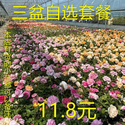 【本店自选套餐3盆10-20厘米高】拍下来自己备注一下品种