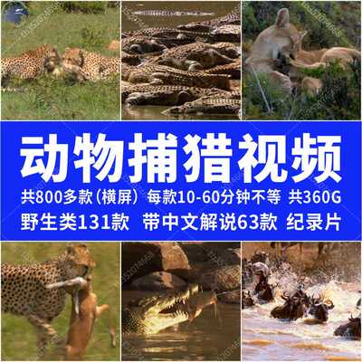 动物世界猛兽捕猎打斗厮杀素材纪录片合集高清剪辑短中视频素材