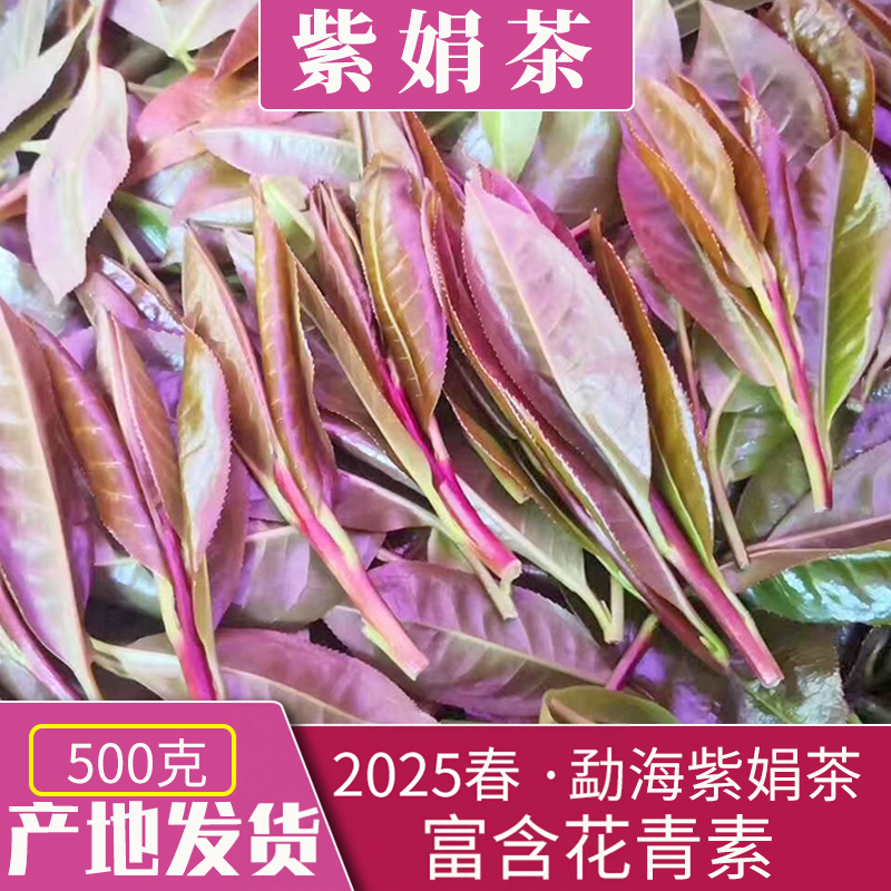 紫鹃茶云南普洱茶生茶散茶紫娟茶勐海布朗山生态茶春茶500克一斤