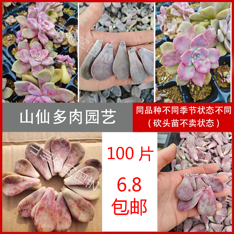 多肉叶片50片贵货多肉叶插繁殖新手套餐包邮盆栽叶子桃蛋紫乐奶酪