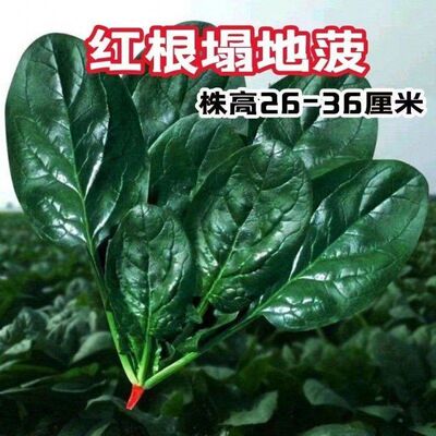 趴地菠菜种子老品种塌地菠春秋冬季耐寒耐热菜种红根菠菜易种蔬菜