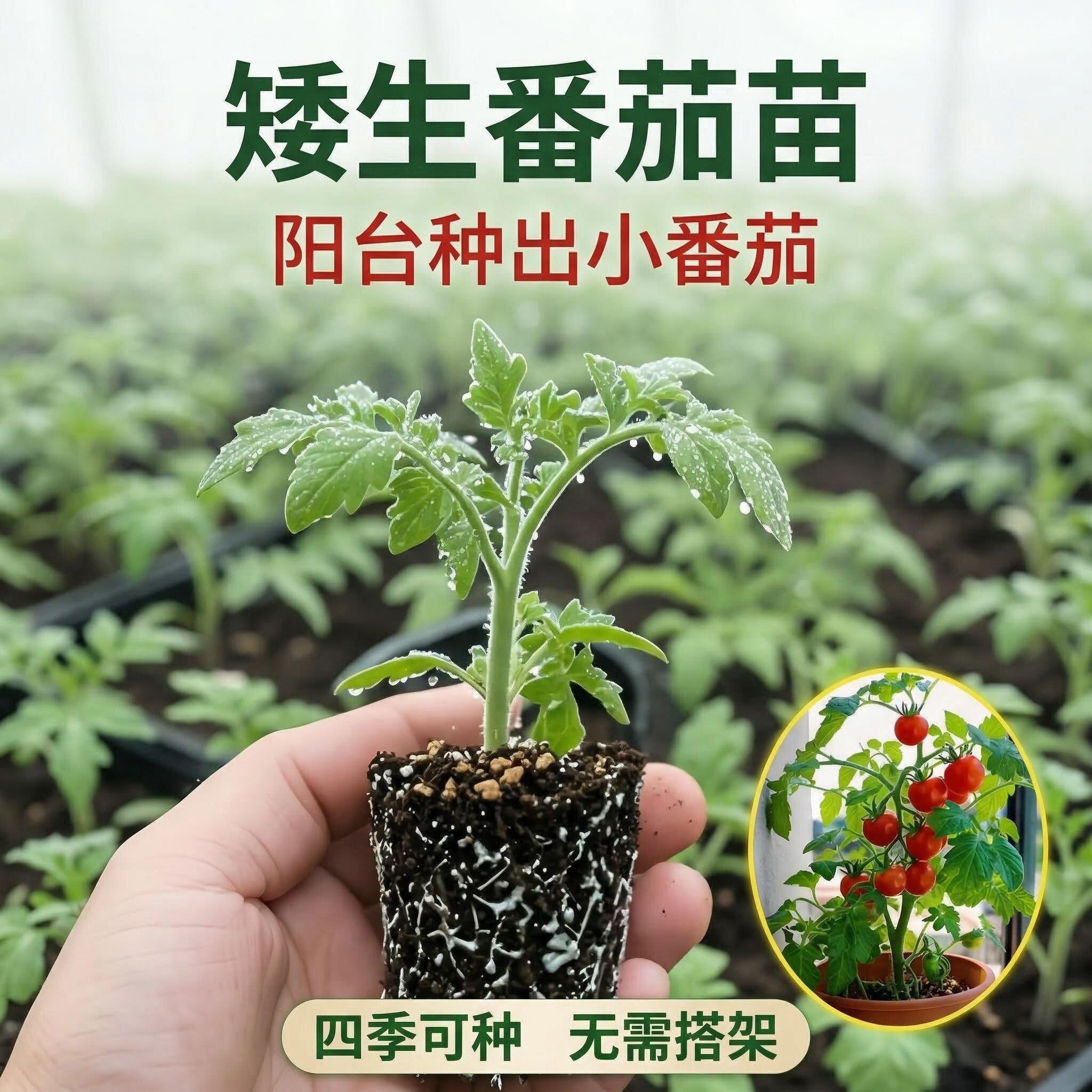 寿光绿宝石大粉草莓番茄苗蓝莓黑番茄西红柿苗带土高产抗病阳台