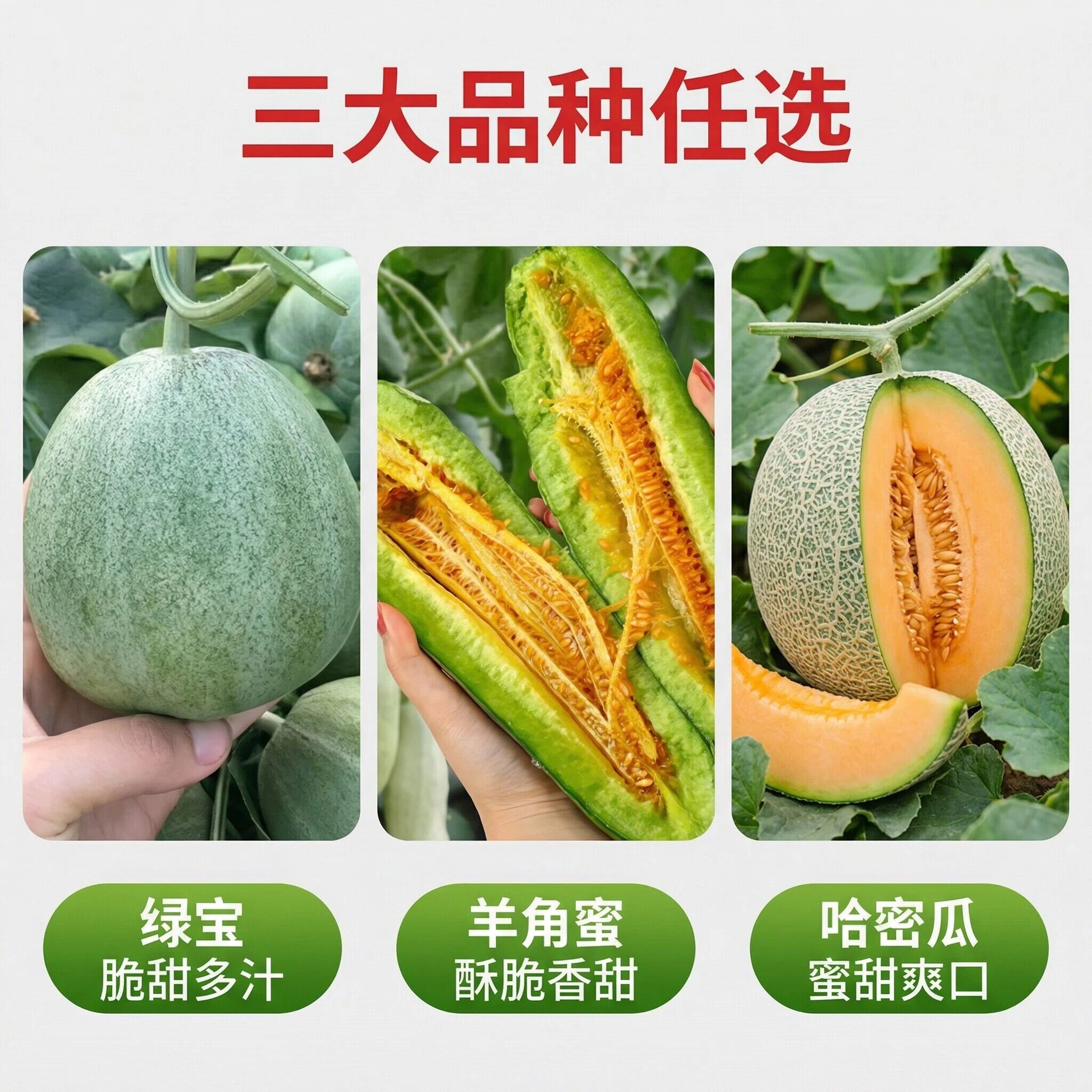 山东寿光优选羊角蜜甜瓜苗绿宝石哈密瓜香瓜苗高产瓜果苗带土