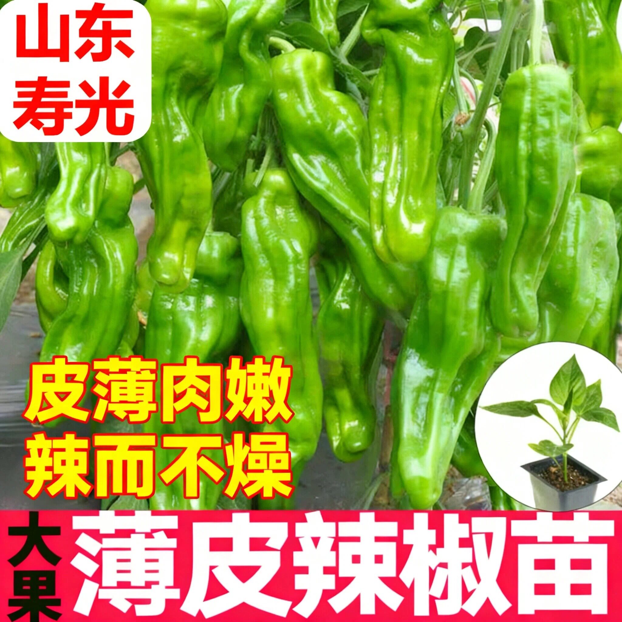 寿光高产辣椒秧苗四季薄皮螺丝椒小米椒牛角椒线椒樟树港带土发货