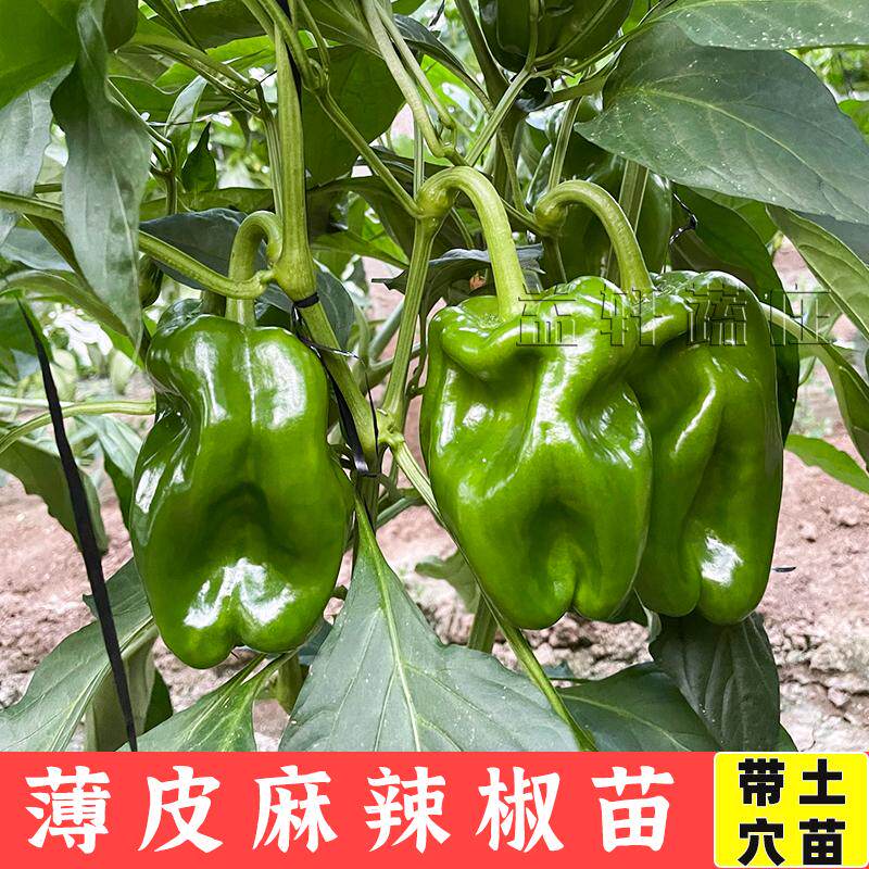 四季麻辣椒苗秧麻椒种子种苗高产薄皮辣椒阳台庭院蔬菜种孑