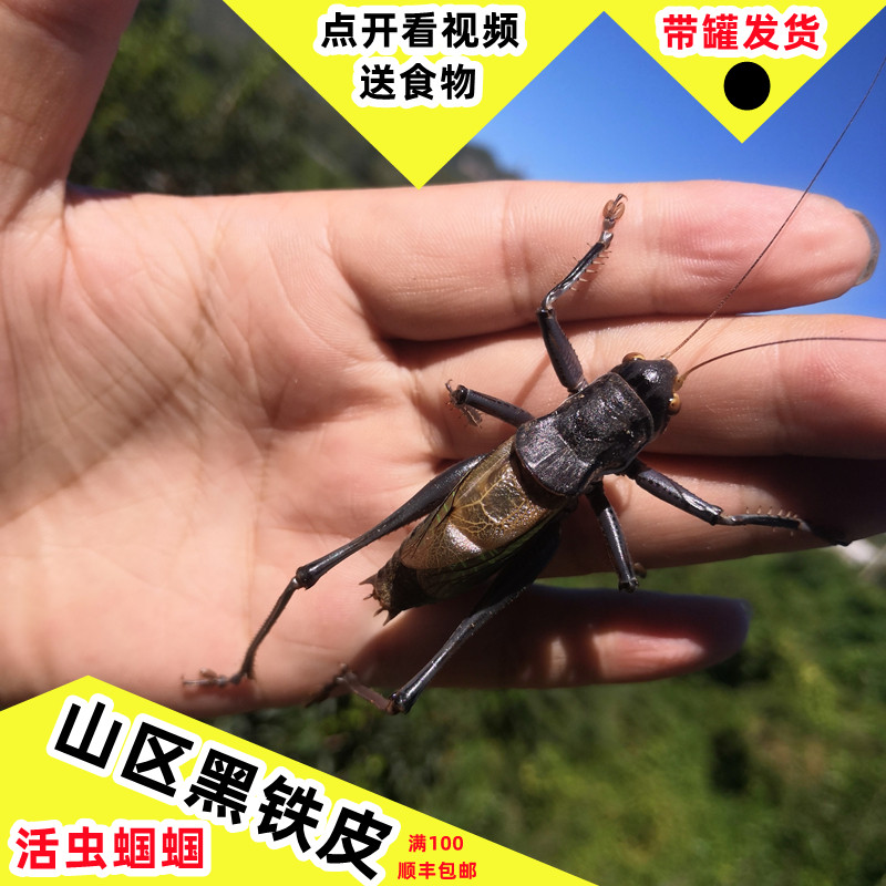 蝈蝈活虫山青铁皮包邮两只