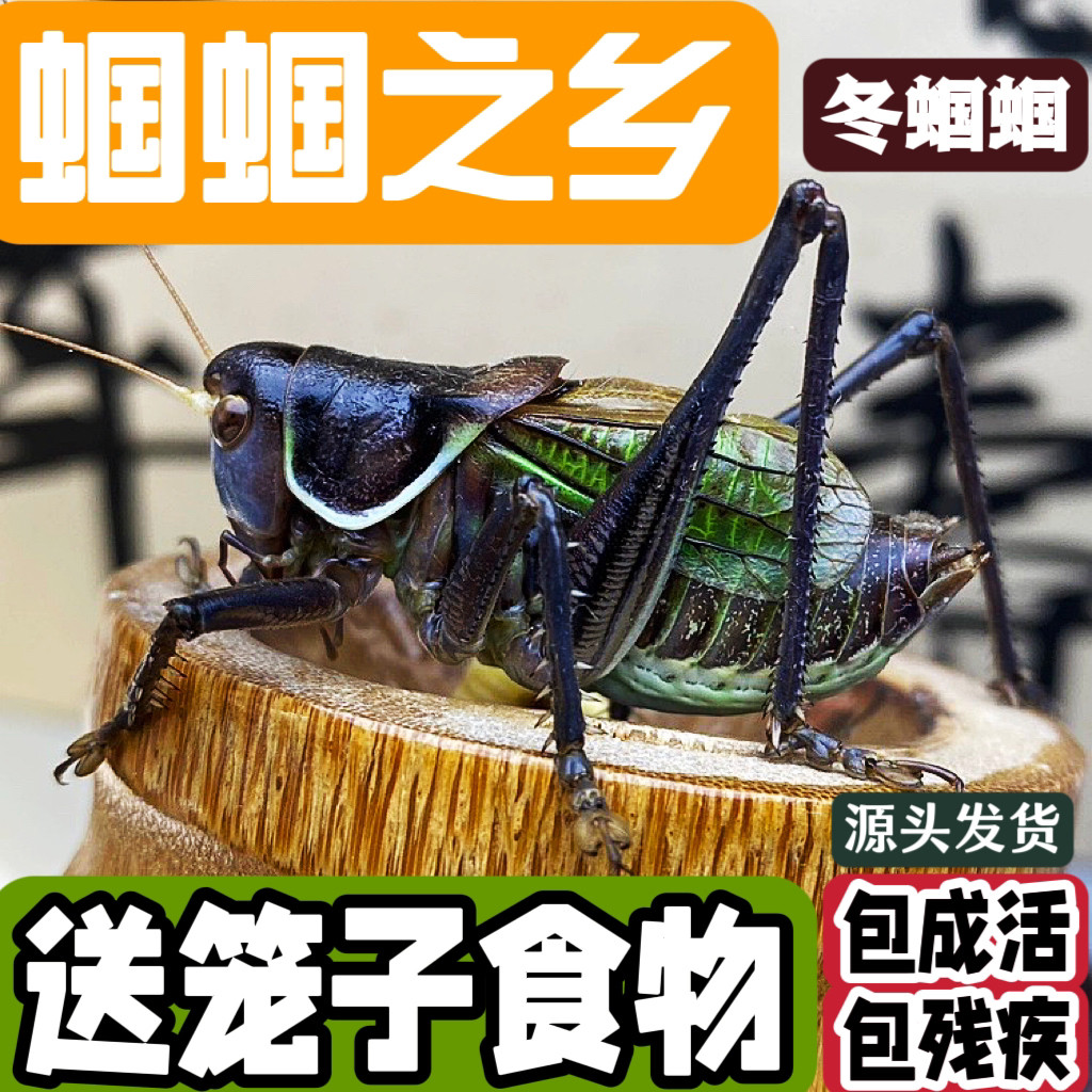 冬虫新脱蝈蝈活虫带笼子野籽绿山青草白黑铁皮大肚蝈蝈鸣虫精品