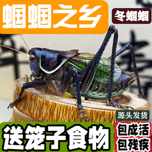 冬虫新脱蝈蝈活虫带笼子野籽绿山青草白黑铁皮大肚蝈蝈鸣虫精品