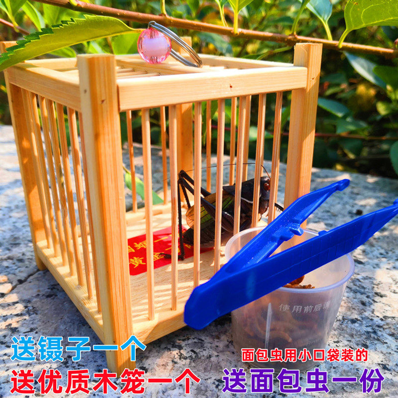 精致蝈蝈笼子送镊子食物