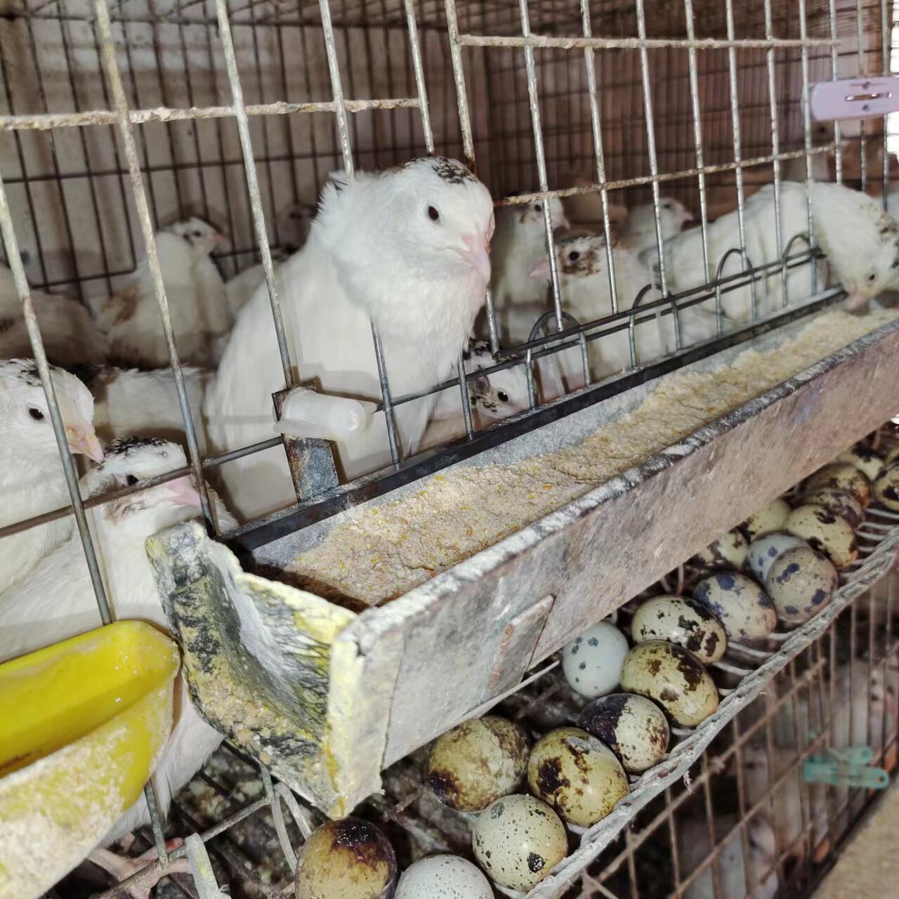 巨型莎维麦脱可孵化受精肉鹌鹑种蛋白莎维法巨非洲黑孵化受精蛋鸟