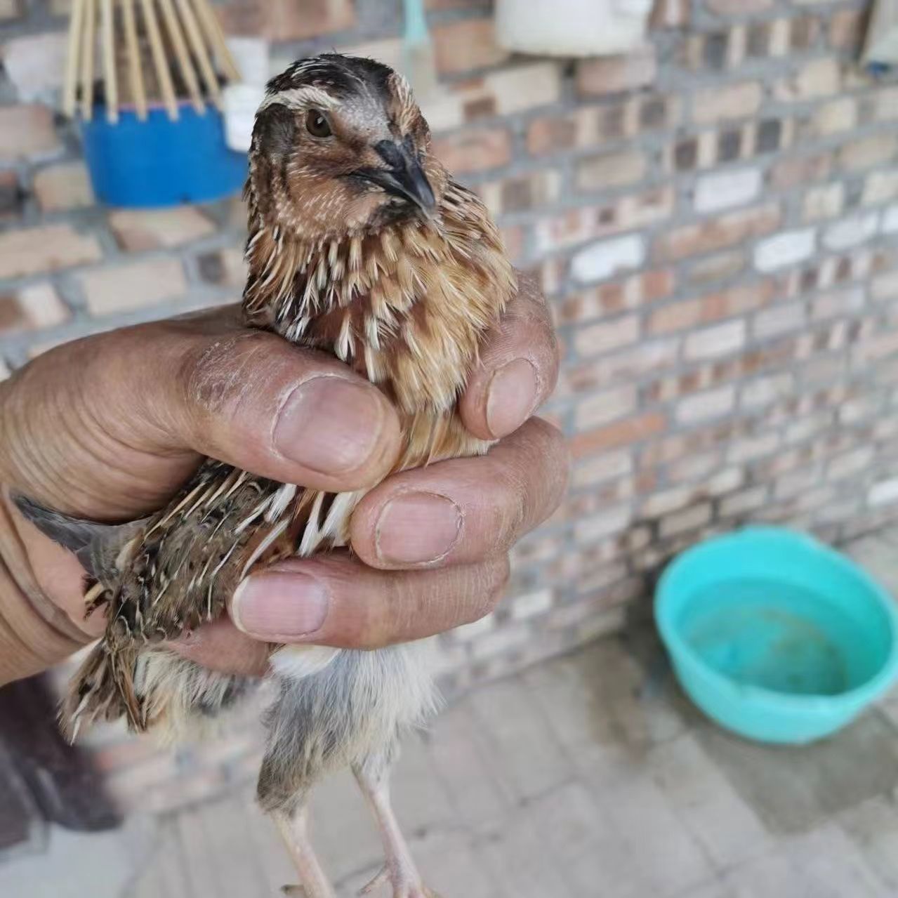 斗架鹌鹑,老头把鹌鹑,宠物派活物,斗鹌鹑,地鹌鹑,红胡子鹌鹑培育