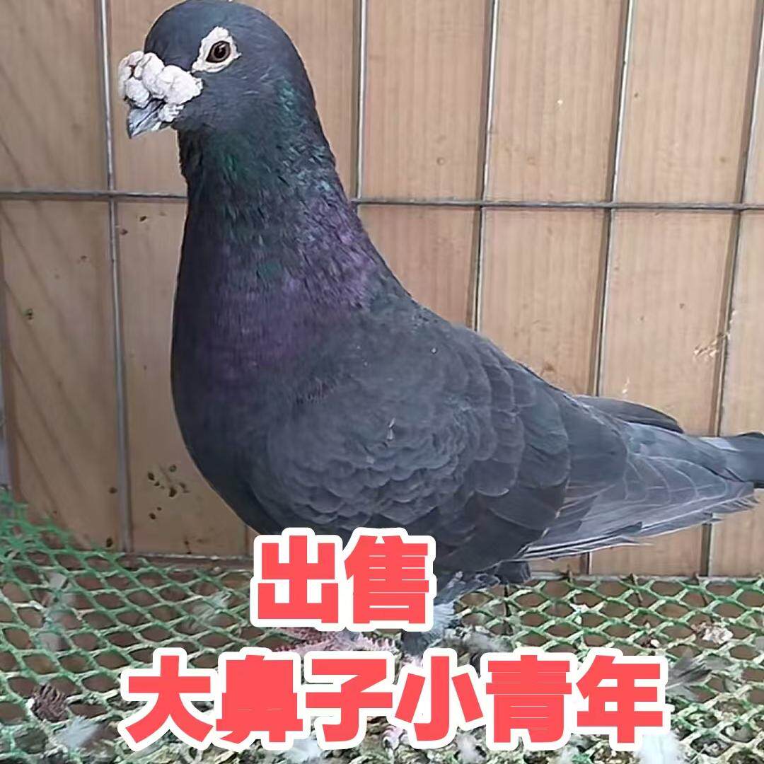 鸽子老国血子代活体青年小幼鸽信鸟