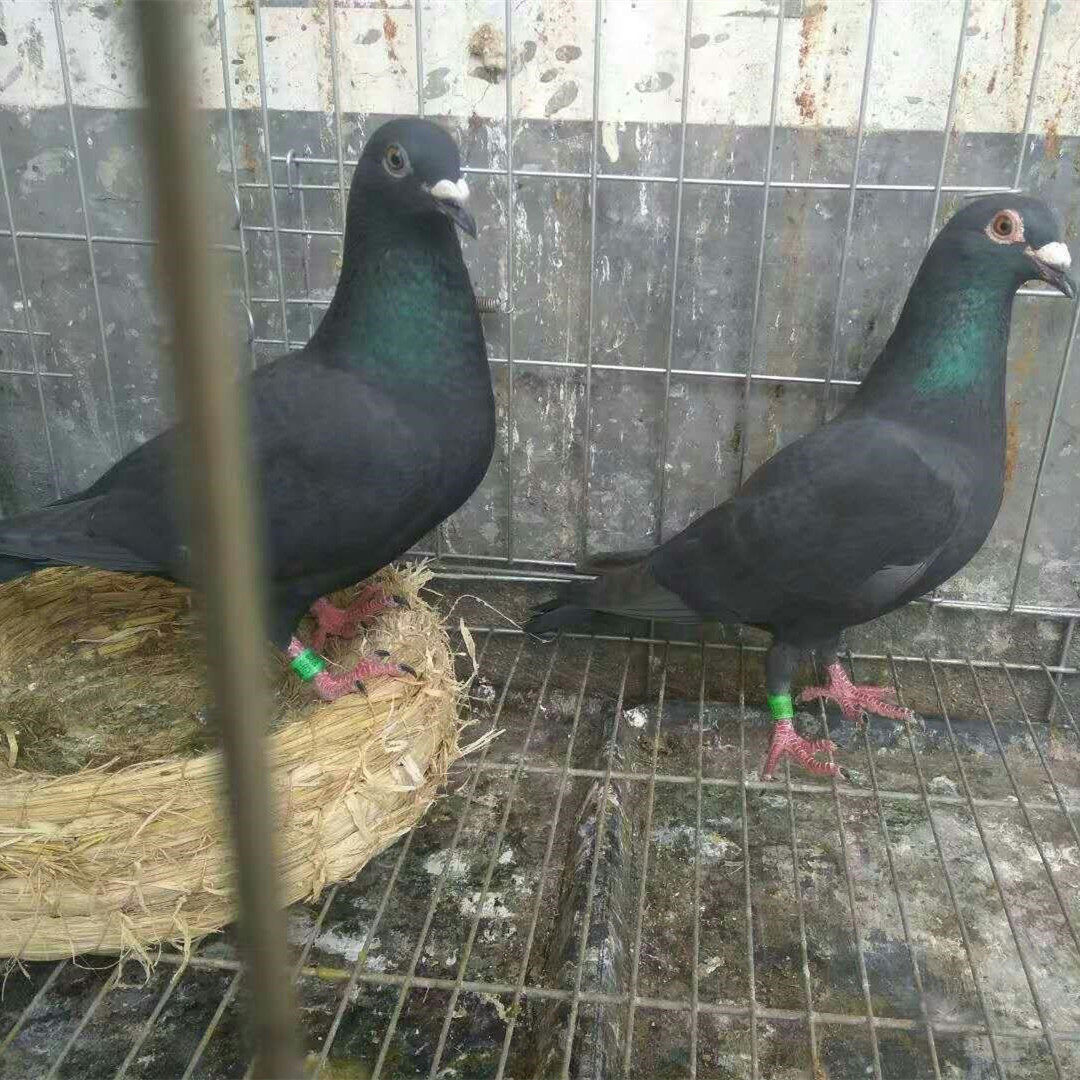 鸽子活一对信鸽黑色信鸽黑金刚桑杰士赛鸽活体鸽子种鸽一对包邮