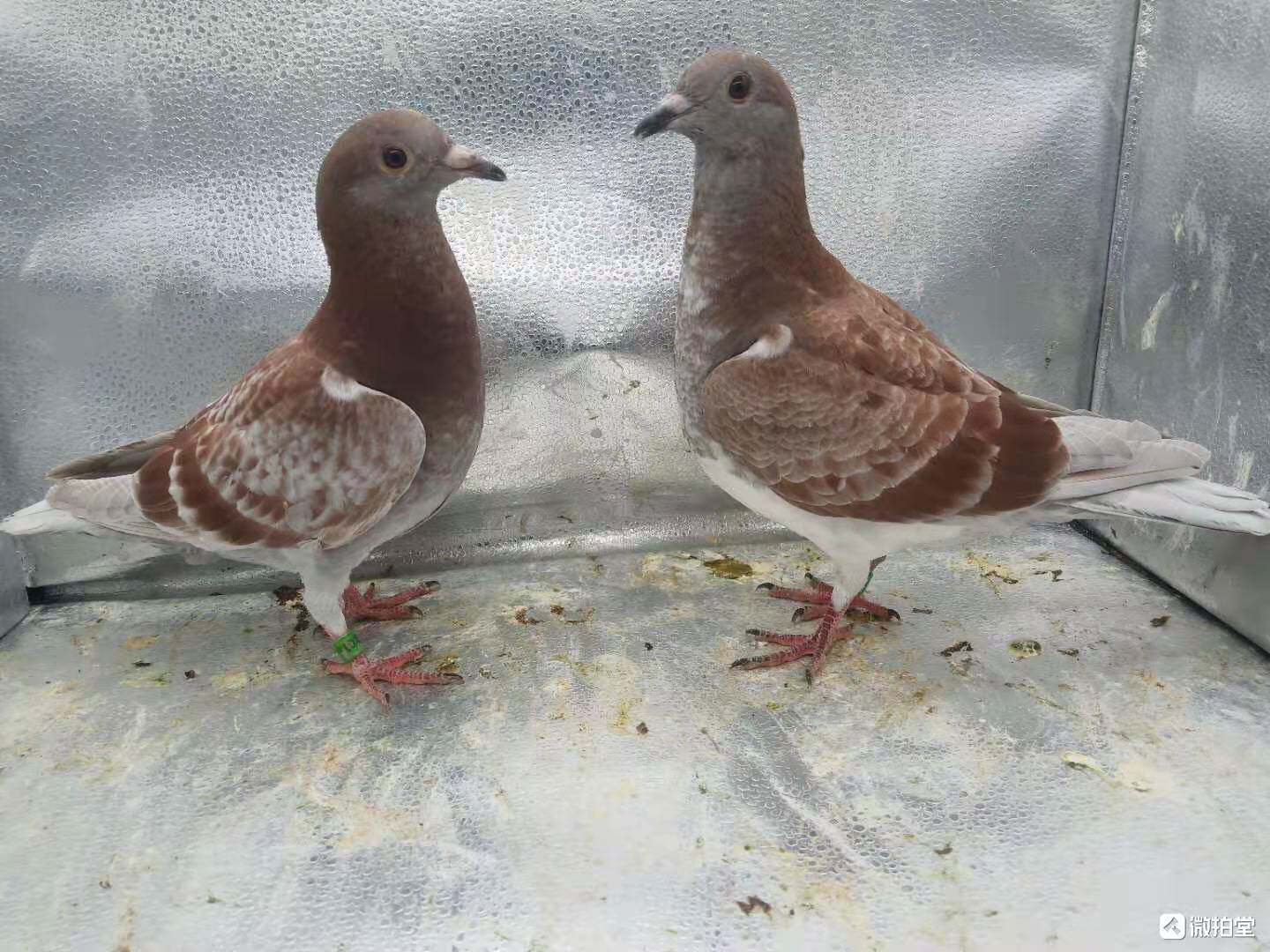 红雨点鸽子活体鸽子苗小鸽子活一对信鸽幼鸽赛鸽血统鸽繁殖宠物鸟