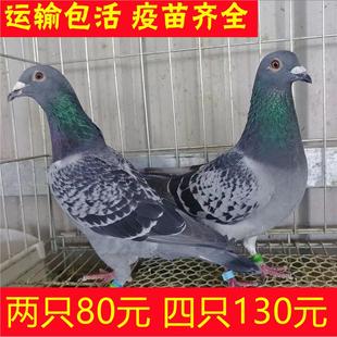 鸽子肉鸽一对灰鸽子鸽子银王鸽瓦活信鸽家养鸽白蛋鸽青年活苗雨点