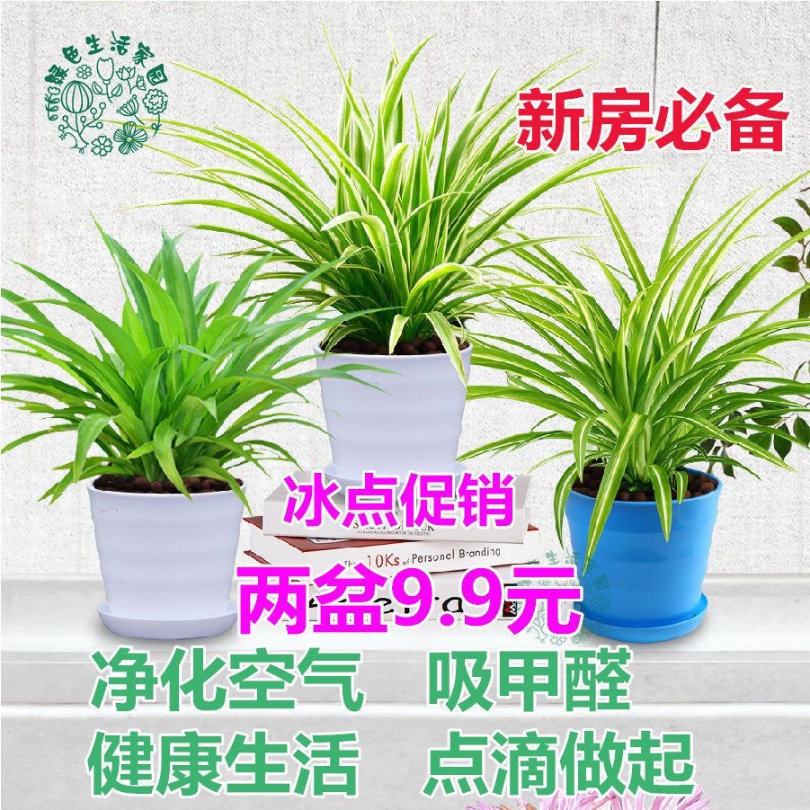 吊兰盆栽爬藤植物崔盆草