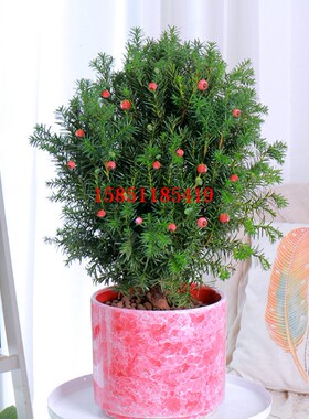 【带花苞发货】红豆杉树苗曼地亚盆栽公母树盆景耐寒植物四季长青