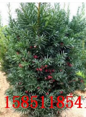 红豆杉树苗盆栽带果室内外耐热花卉绿植别墅庭院四季常青老桩盆景