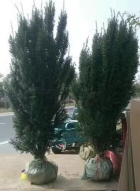 正宗带果曼地亚红豆杉绿篱大树庭院花园植物四季常青净化空气苗木