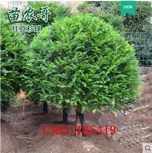 不怕冷的室外植物红豆杉院子植物容易养活的喜阳耐晒耐热耐寒室外