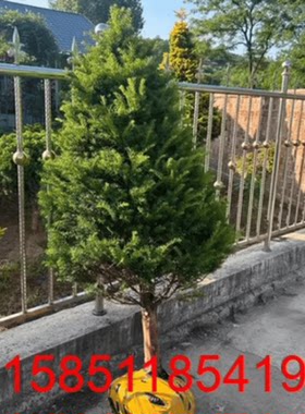 正宗红豆杉树苗精品曼地亚大树庭院别墅耐寒抗冻盆景树形优美