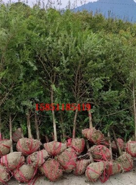 正宗红豆杉树苗耐寒耐冻别墅庭院紫衫苗四季长青净化空占地红豆杉