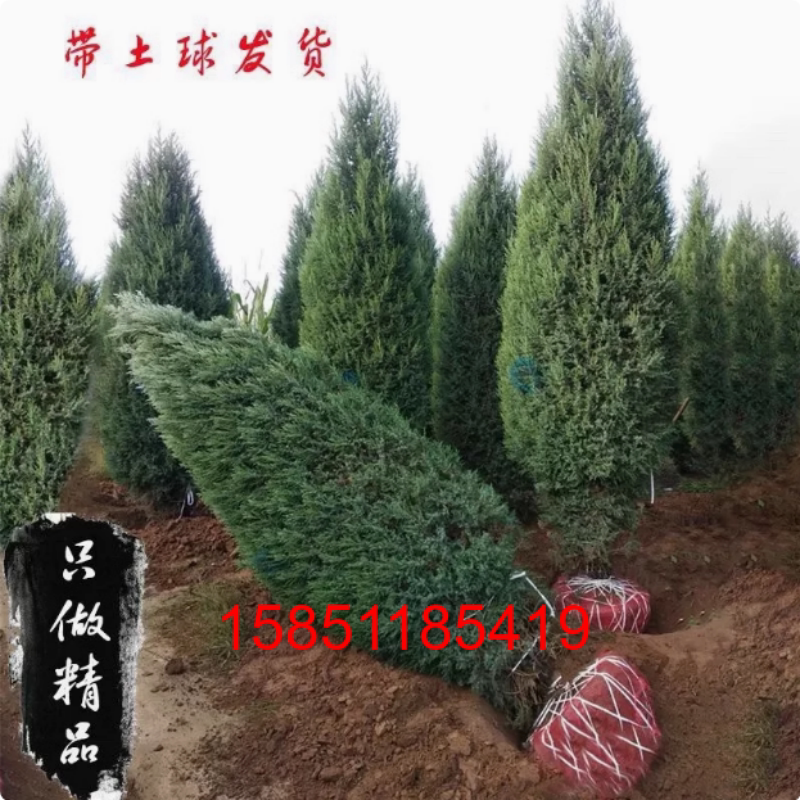 塔柏蜀桧墓地松扫墓松清明松柏树苗桧柏松柏树龙柏 工程绿化塔柏