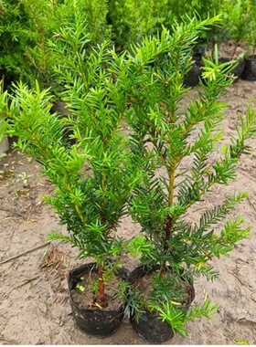 东北红豆杉籽播40/50cm树苗小苗 耐寒绿植室内外庭院露天健康绿植