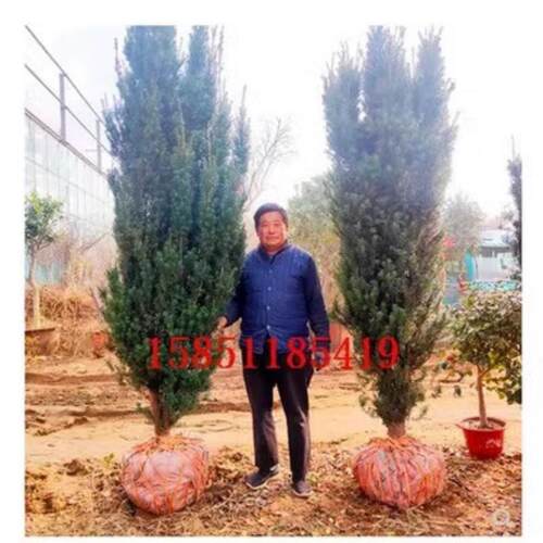 正宗红豆杉大树带果曼地亚地栽小区庭院北方越冬耐寒红豆杉盆景