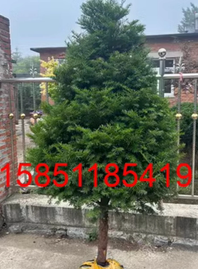 大型红豆杉大树户外庭院北方曼地亚耐寒树苗风景盆景曼地亚好树形