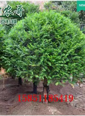 正宗红豆杉球型树苗盆景大型盆景老桩庭院别墅植物耐寒绿植