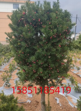 曼地亚红豆杉15年公母一对大树别墅庭院花园地栽珍贵植物耐寒苗木