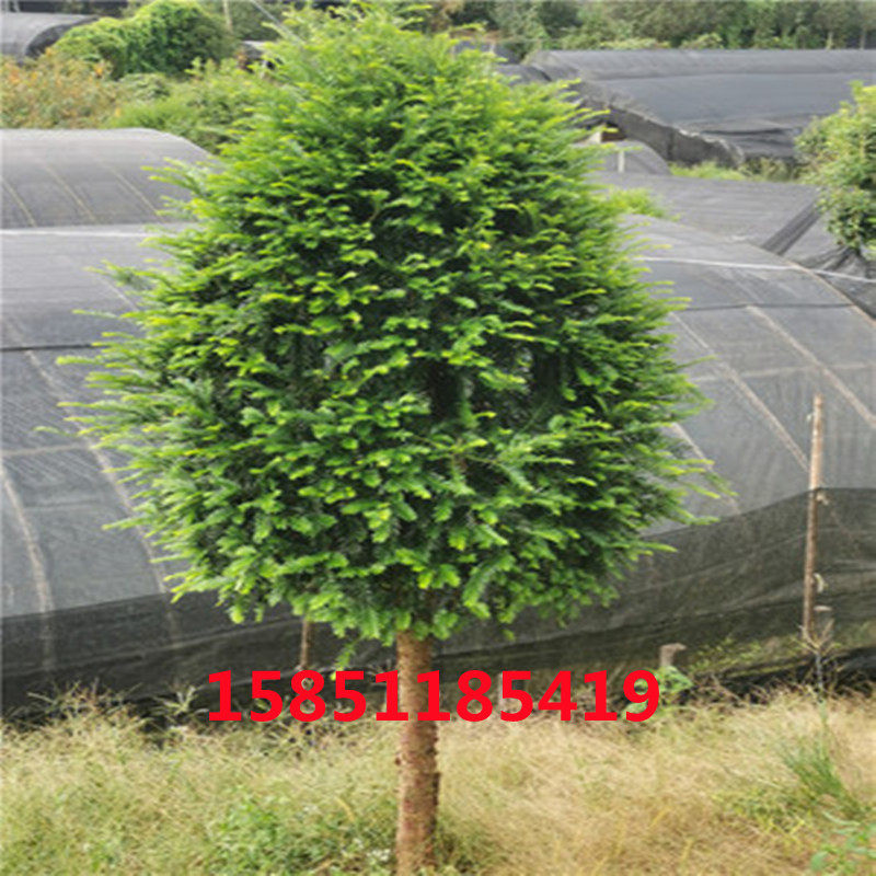红豆杉高杆大树好树形 地栽盆栽别墅 北方南方常青绿植四季常青树