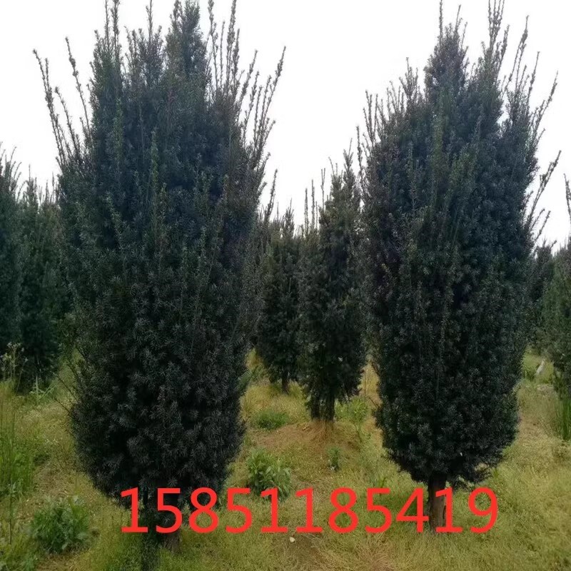 带果红豆杉公母一对17年曼地亚红豆杉树苗大树庭院地栽耐寒盆景