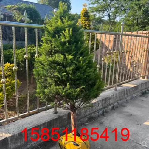 东北红豆杉18年树苗盆栽树桩大树绿植室内别墅植物四季常青树
