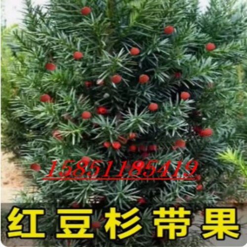带果曼地亚红豆杉盆景大树盆栽树苗地栽庭院别墅室内客厅一公一母