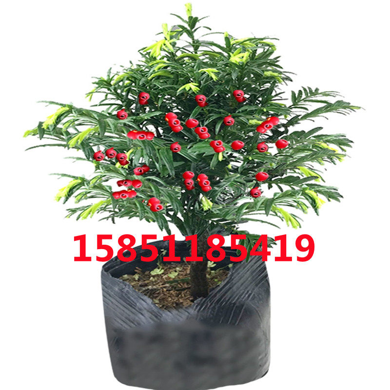 正宗云南红豆杉树苗公母搭配盆栽室内阳台庭院净化空气好养绿植物