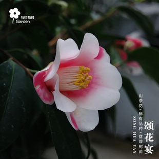 颂花宴山茶花树苗盆栽名贵小苗日本单瓣小型花红白日系友之浦后代