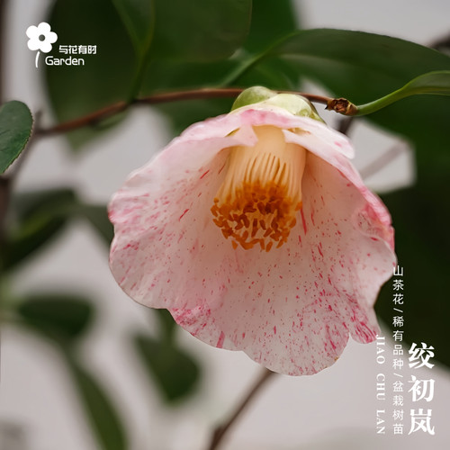 绞初岚红山茶花树苗盆栽日本斑色
