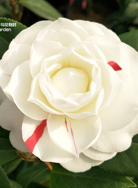 抓破美人脸稀有茶花品种树苗盆栽庭院室外名贵白五专用肥福建龙岩