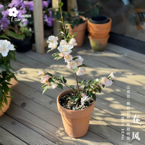 春风日本淡粉色茶梅山茶花树苗