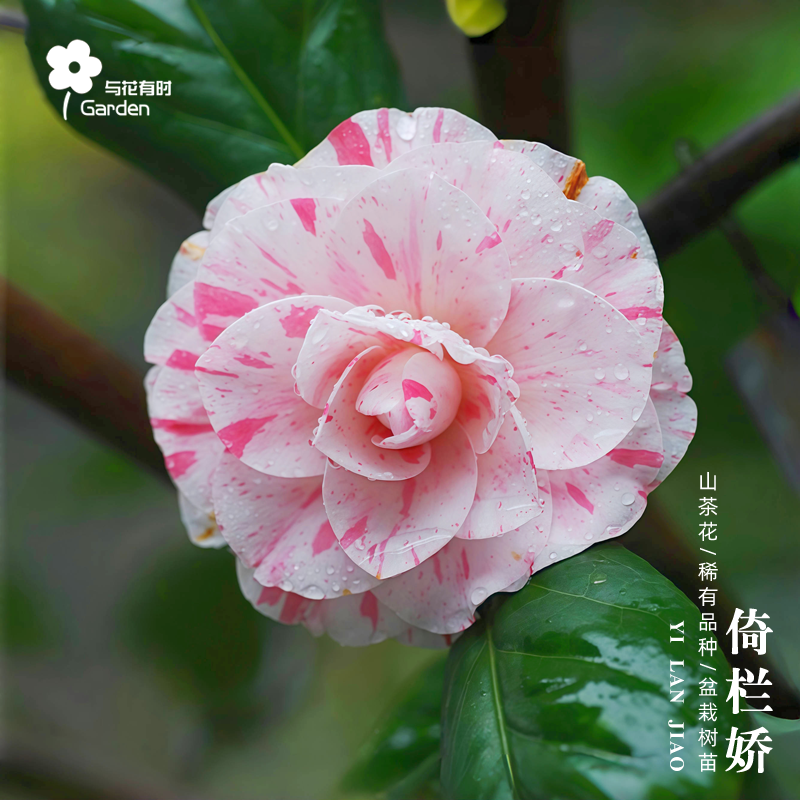 倚栏娇山茶花树苗盆栽国内多色