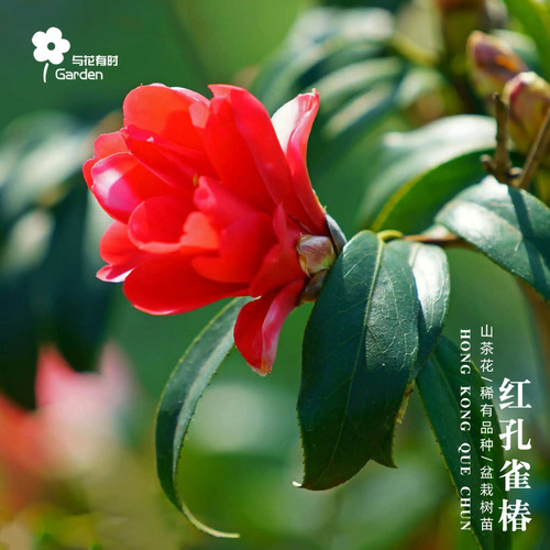 红孔雀椿红山茶花树苗盆栽日本
