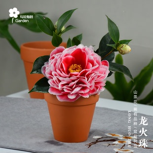 龙火珠山茶花盆栽大小苗卉四季常绿植物圣诞快乐红色喜庆趣味阳台