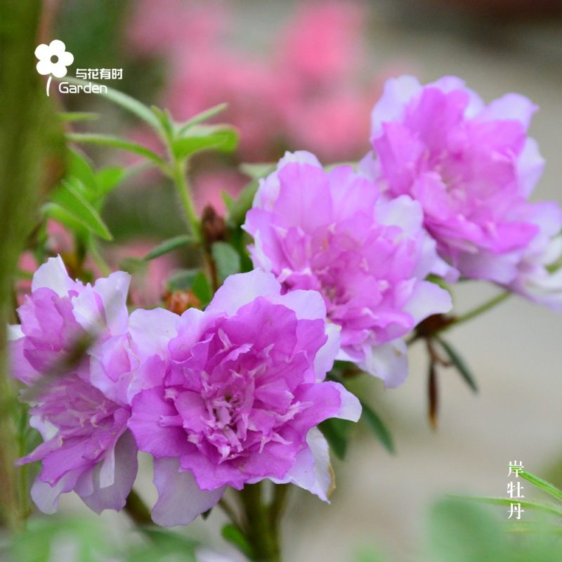 岸牡丹日本杜鹃香味重瓣梦幻紫热门阳台楼顶庭院春季木本花卉毛鹃