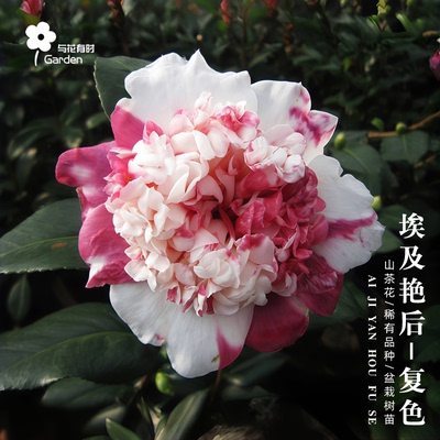 复色埃及艳后紫红色山茶花盆栽